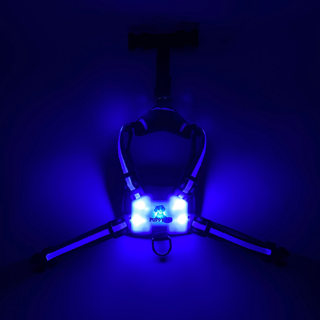 LED Dog Harness