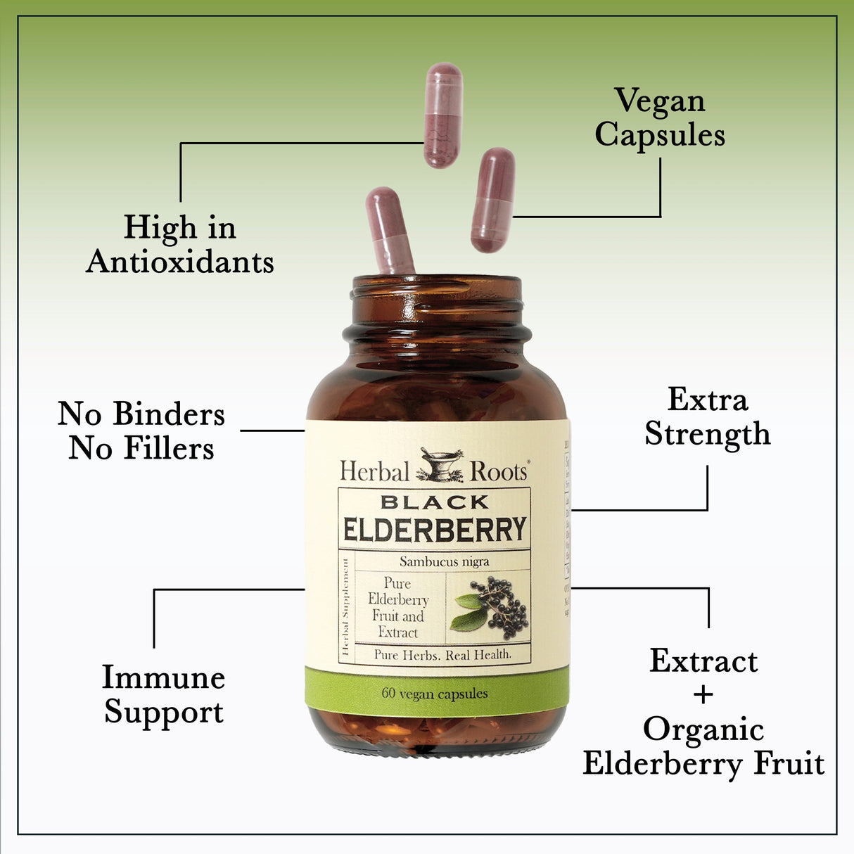 Black Elderberry