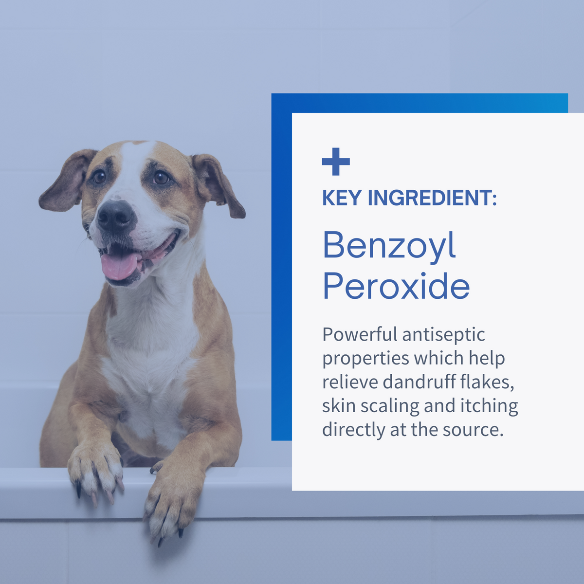 SensoVet Benzoyl Peroxide Shampoo for Dogs & Cats - 12oz