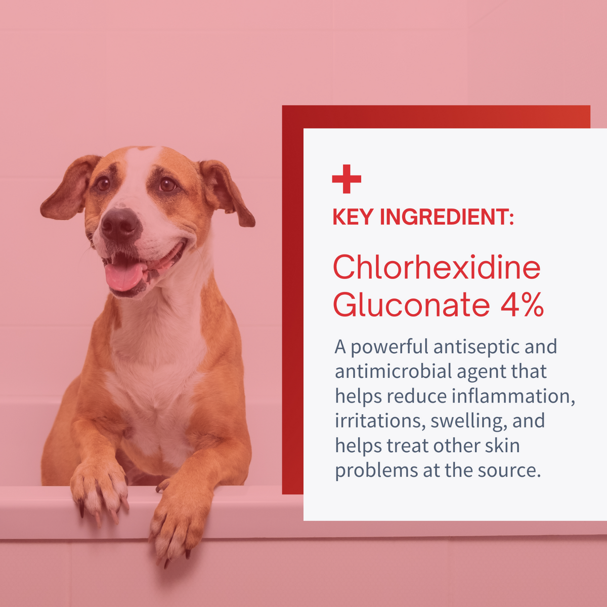 SensoVet Chlorhexidine 4% Max Strength Shampoo Medicated Shampoo for Dogs & Cats