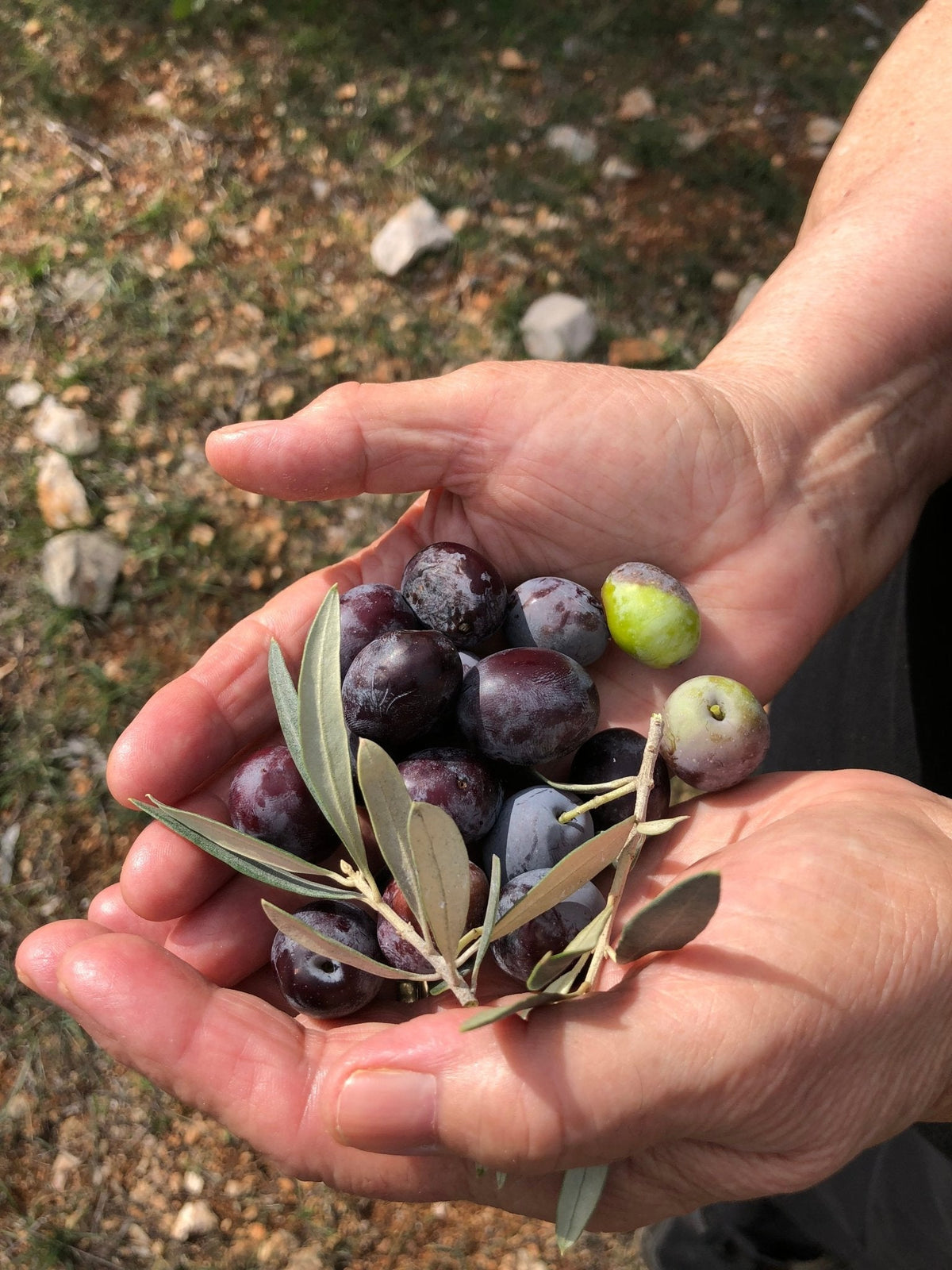 Greek Single-Estate Manaki Extra Virgin Olive Oil | PDO Certified | Kores Estate, Greece