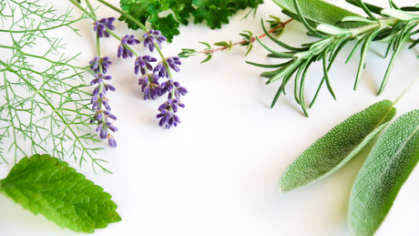 The Power of Herbs: Ancient Remedies for Modern Wellness