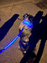 Light Up LED Dog Leash: Blue