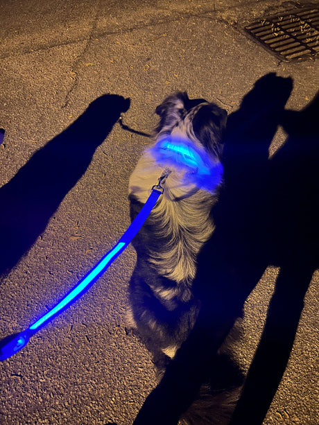 Light Up LED Dog Leash: Blue