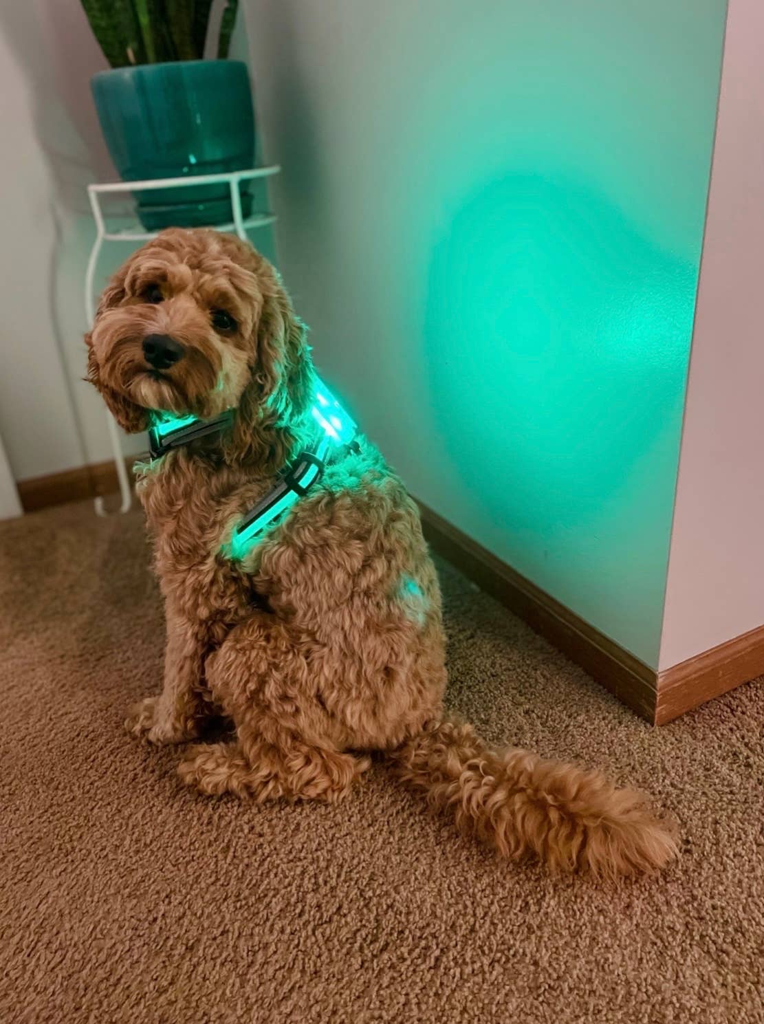 LED Dog Harness