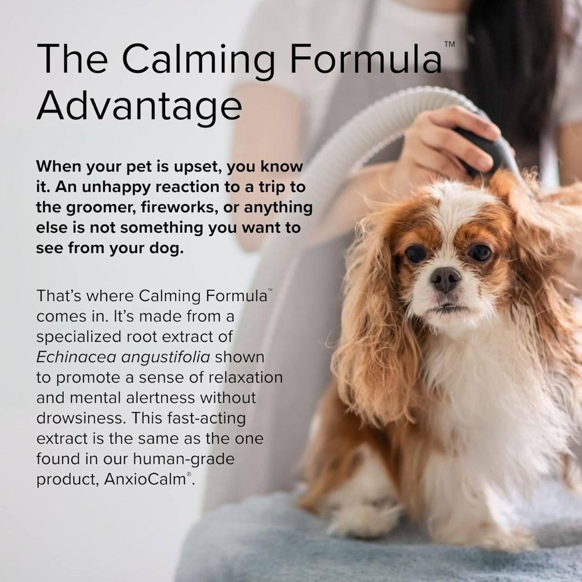 Calming Formula (For Dogs!) 45 Tablets