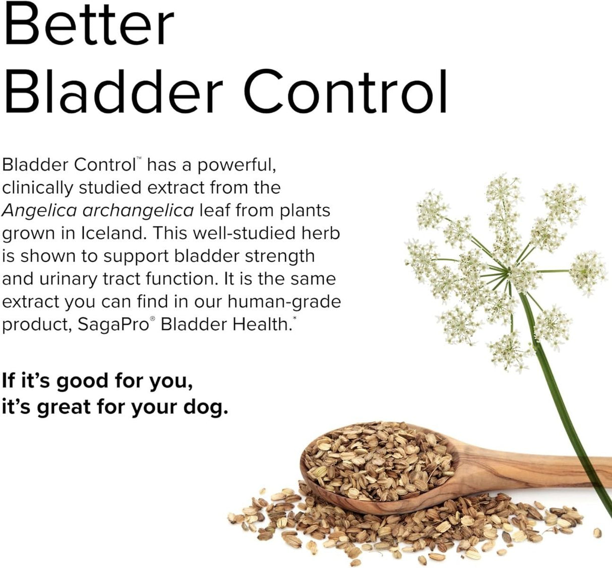 Bladder Control (For Dogs!) 30 Capsules