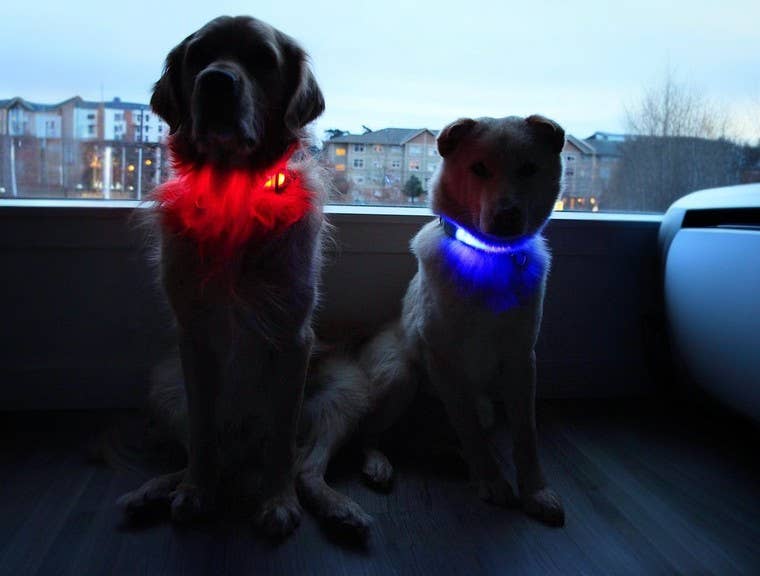 LED Dog Collar: Blue