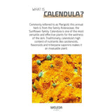 Nourishing Body Cream - Calendula 2.5 ozCream