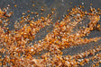 World Spice Svaneti Seasoned Salt