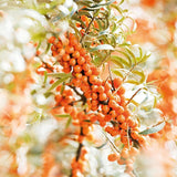 Hydrating Body & Beauty Oil - Sea Buckthorn 3.4 Oz Oil