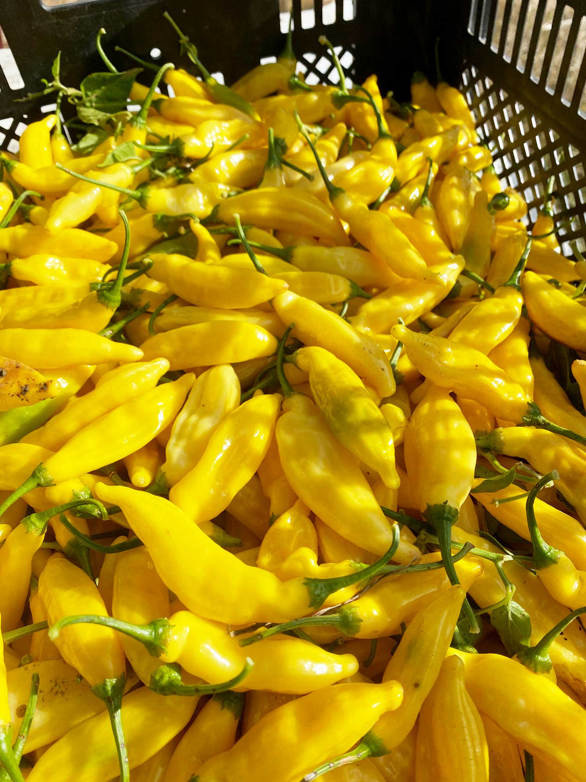 Aji Mango