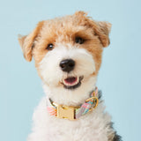 Blooming Plaid Spring Easter Dog Collar
