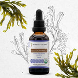 Bladderwrack Tincture