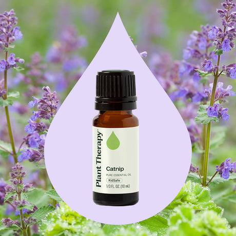 Catnip Essential Oil