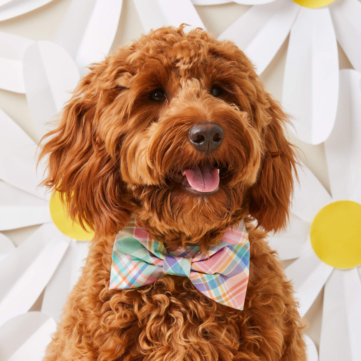 Lucky Dog Pet Company Blooming Plaid Spring Easter Dog Bow Tie