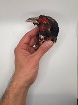 Freeze-Dried Pheasant Heads