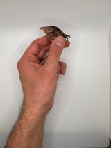 Freeze-Dried Quail Heads