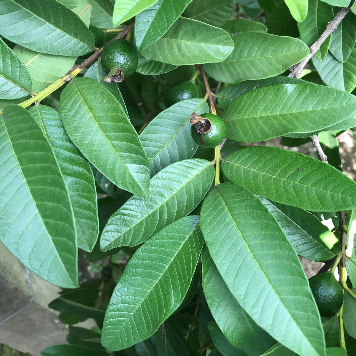 Yaga Lifestyle Jamaican Guava Leaf Tea | Organic