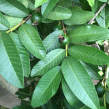 Yaga Lifestyle Jamaican Guava Leaf Tea | Organic