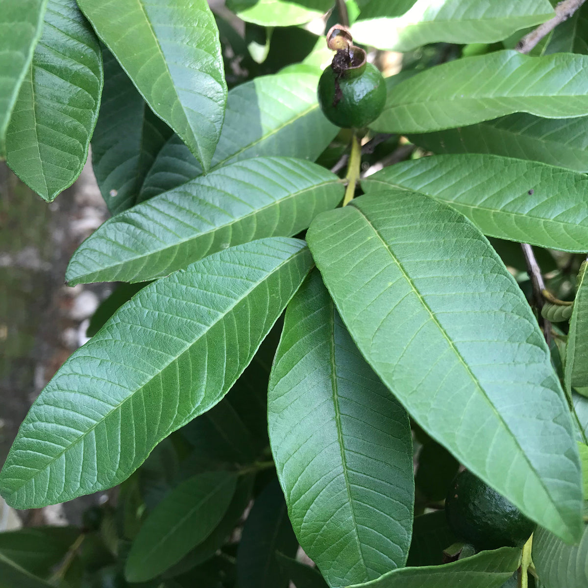 Yaga Lifestyle Jamaican Guava Leaf Tea | Organic