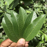 Yaga Lifestyle Jamaican Guava Leaf Tea | Organic