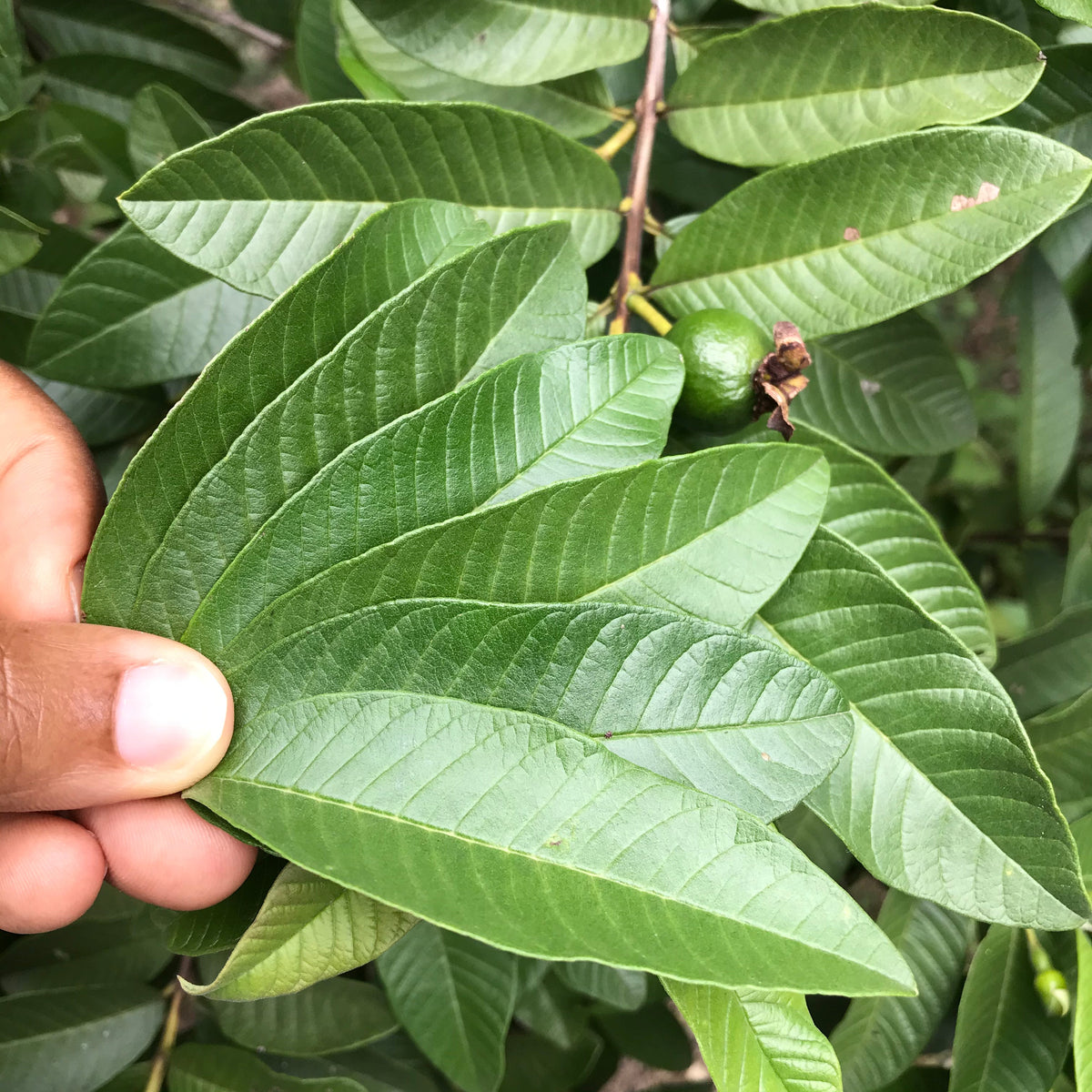 Yaga Lifestyle Jamaican Guava Leaf Tea | Organic