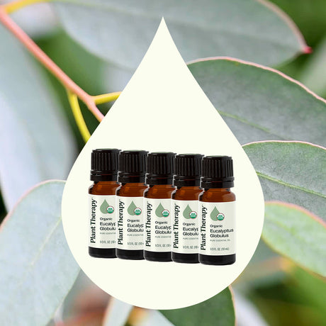 Organic Eucalyptus Globulus 5-Pack