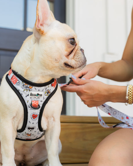 The Modern Dog Company The Modern Dog Company - Bad to the Bone Harness
