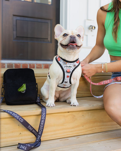 The Modern Dog Company The Modern Dog Company - Bad to the Bone Harness