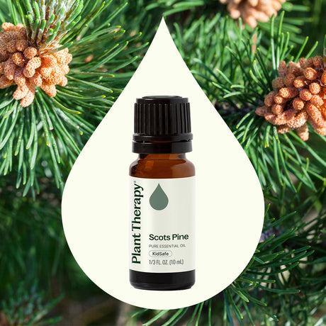Scots Pine Essential Oil
