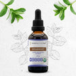 Secrets of the Tribe Spearmint Tincture