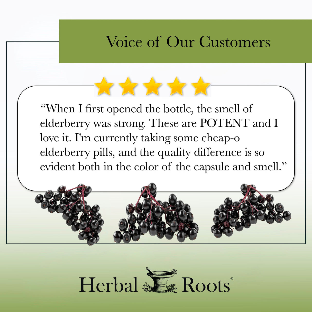 Black Elderberry