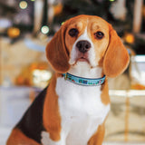 City Christmas Holiday Dog Collar: Wide