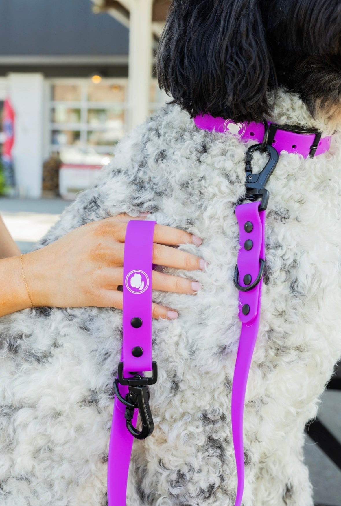 The Modern Dog Company The Modern Dog Company - Electric Fuchsia Collar (Weather + Odor Resistant)