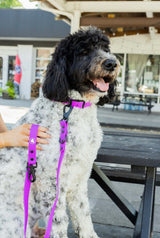 The Modern Dog Company The Modern Dog Company - Electric Fuchsia Collar (Weather + Odor Resistant)