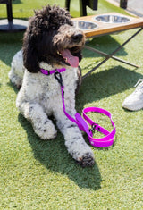 The Modern Dog Company The Modern Dog Company - Electric Fuchsia Collar (Weather + Odor Resistant)