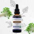 Secrets of the Tribe Alfalfa Tincture