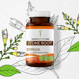 Stone Root Capsules